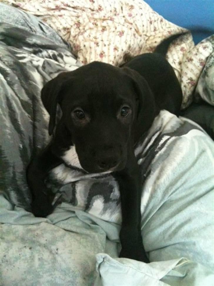 Blanding af racer Brutus billede 2