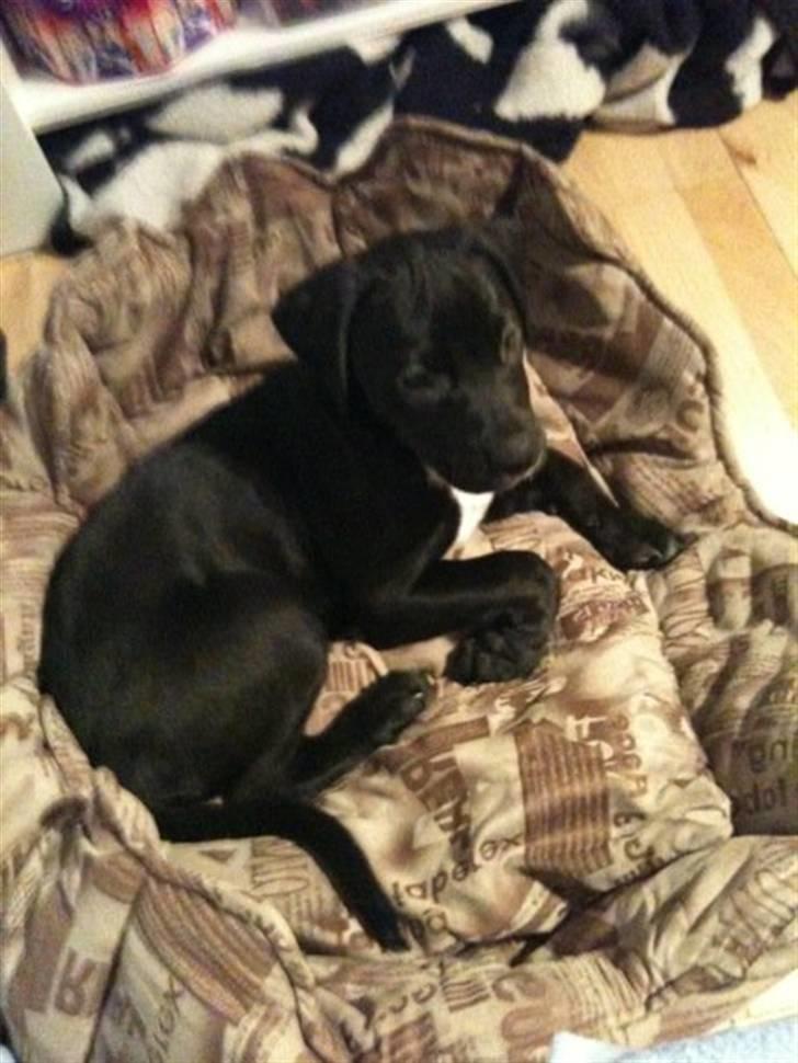 Blanding af racer Brutus billede 3