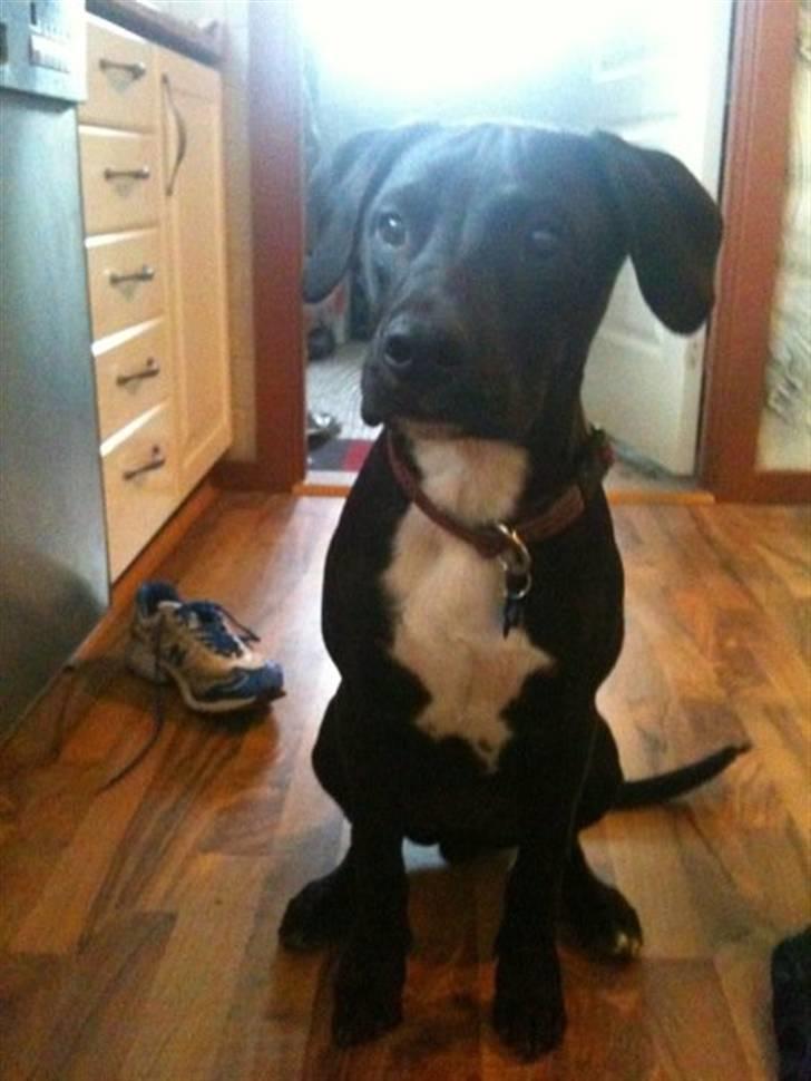 Blanding af racer Brutus billede 4