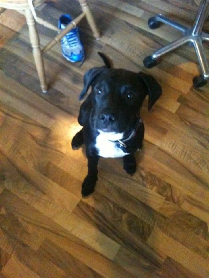 Blanding af racer Brutus billede 5