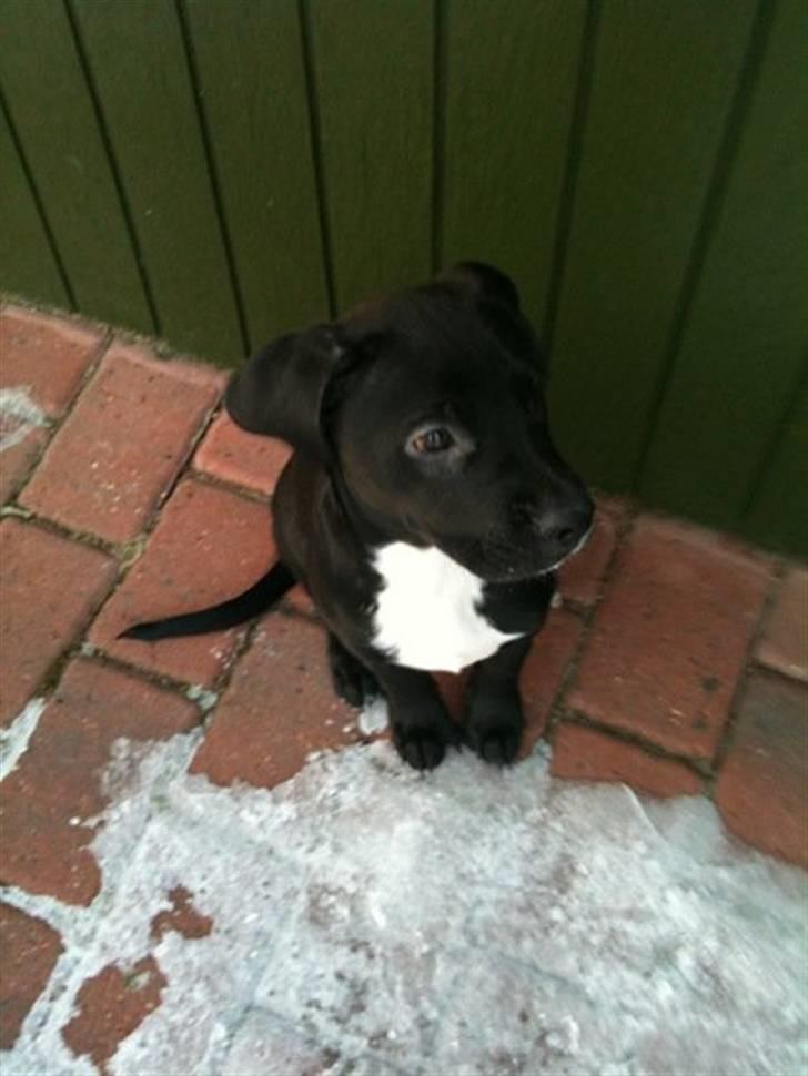 Blanding af racer Brutus billede 6