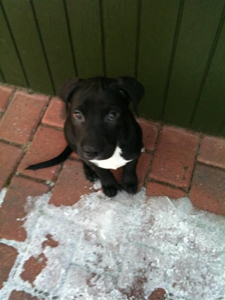 Blanding af racer Brutus billede 7