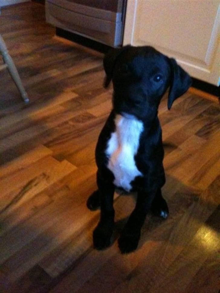 Blanding af racer Brutus billede 8