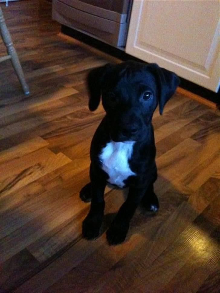 Blanding af racer Brutus billede 9