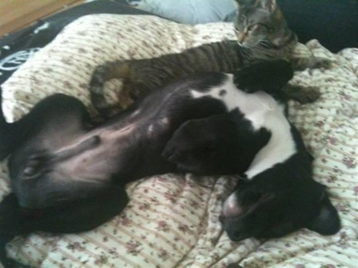 Blanding af racer Brutus billede 10