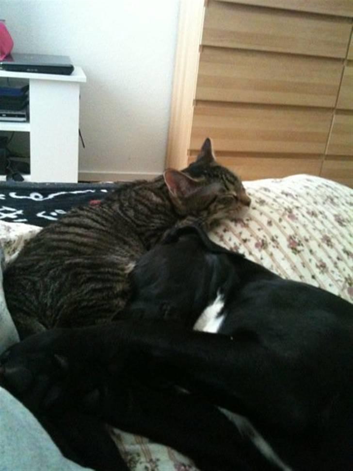 Blanding af racer Brutus billede 11