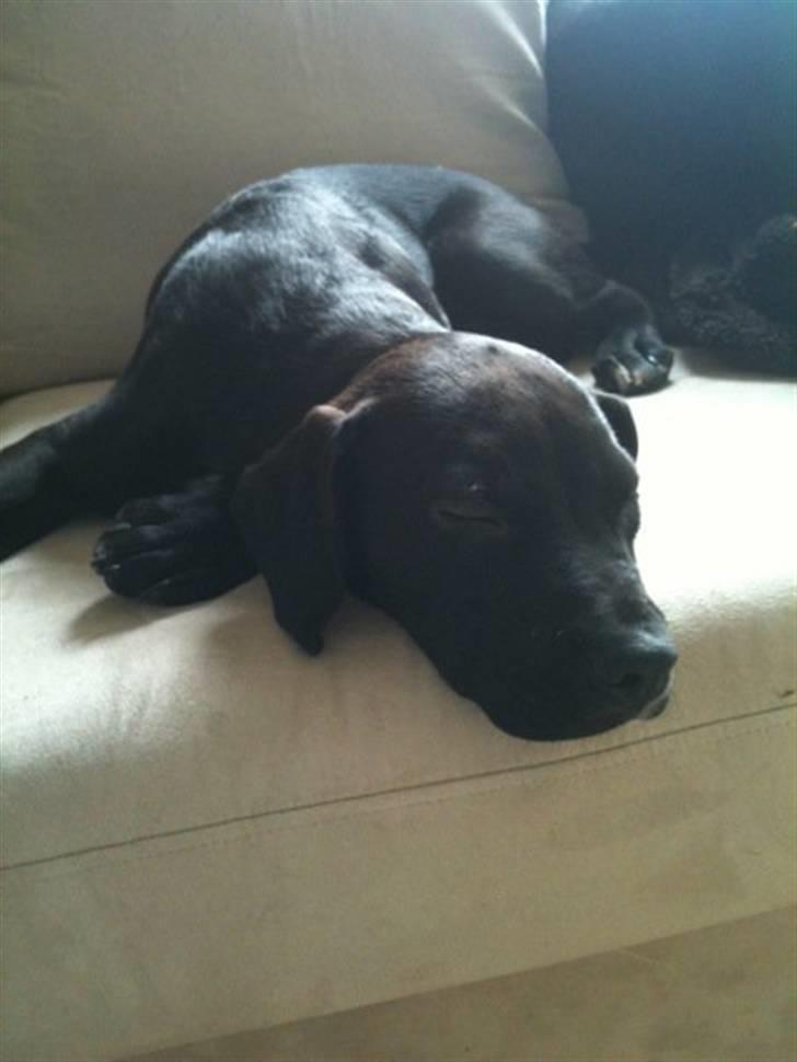 Blanding af racer Brutus billede 12