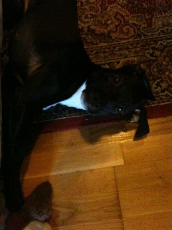 Blanding af racer Brutus billede 13