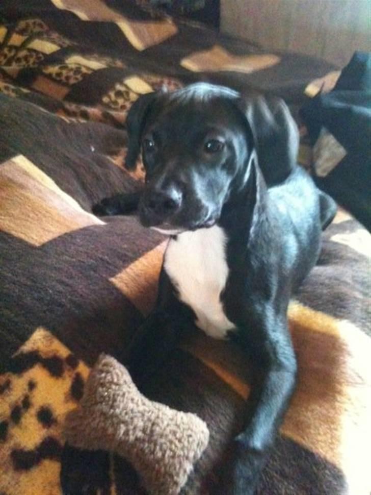 Blanding af racer Brutus billede 14