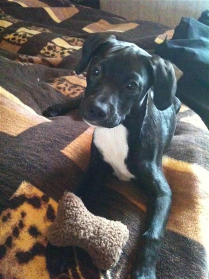 Blanding af racer Brutus billede 15