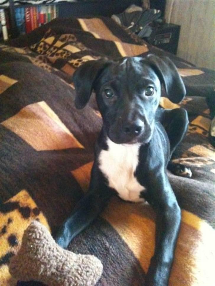 Blanding af racer Brutus billede 16