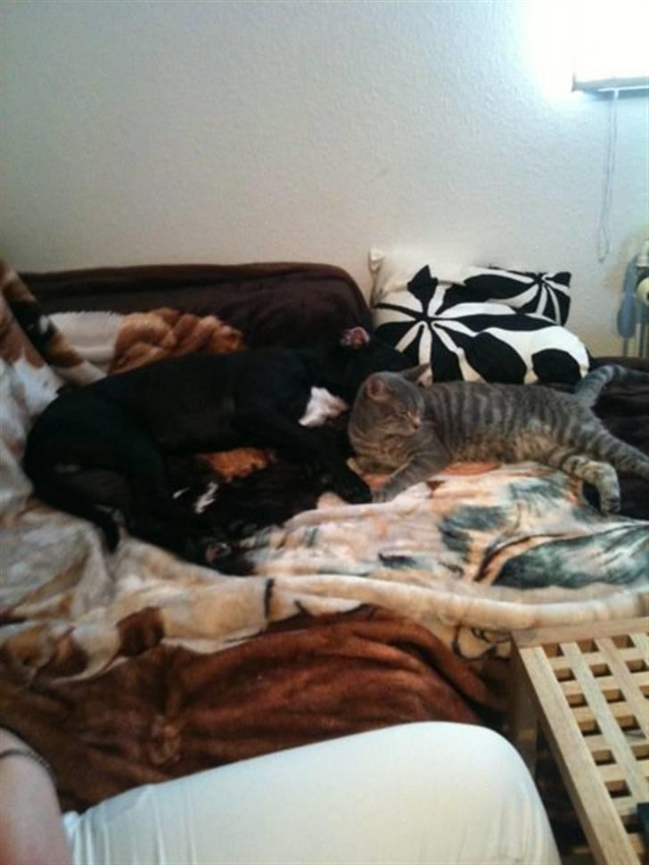 Blanding af racer Brutus billede 17