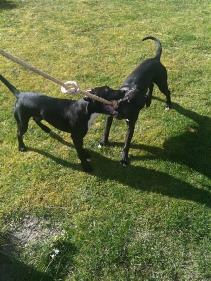 Blanding af racer Brutus billede 18