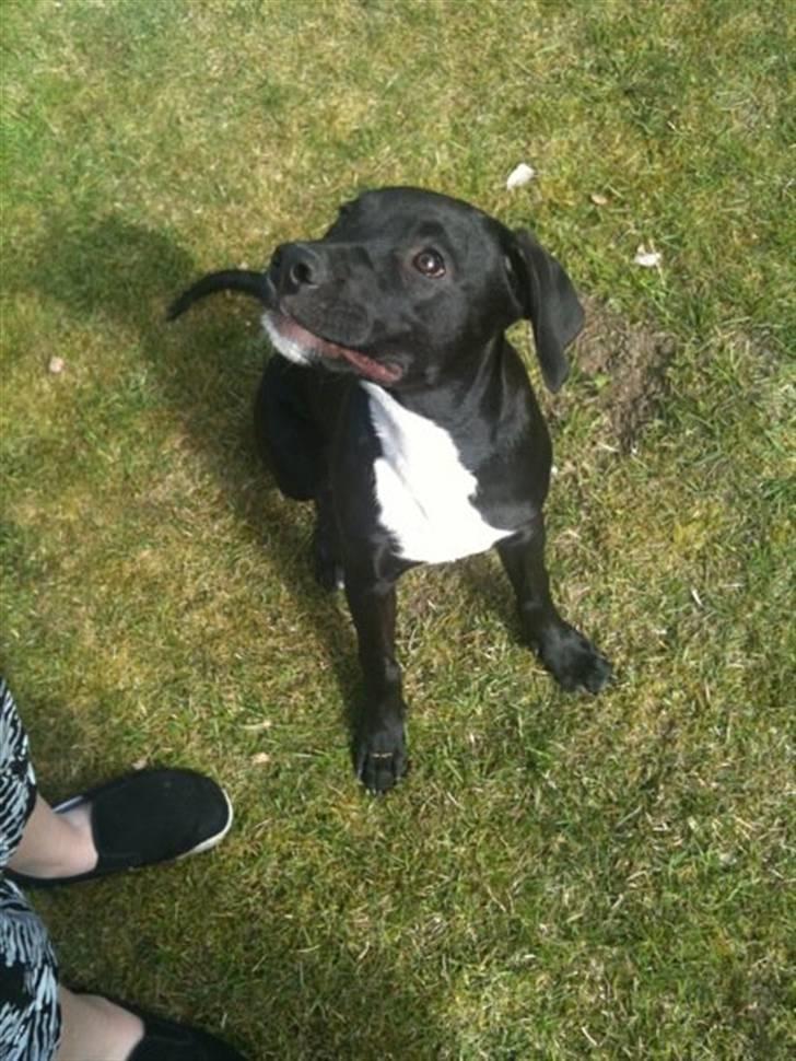 Blanding af racer Brutus billede 19