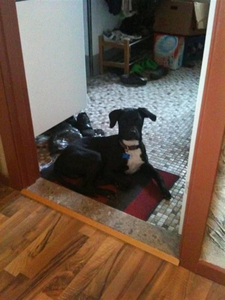 Blanding af racer Brutus billede 20