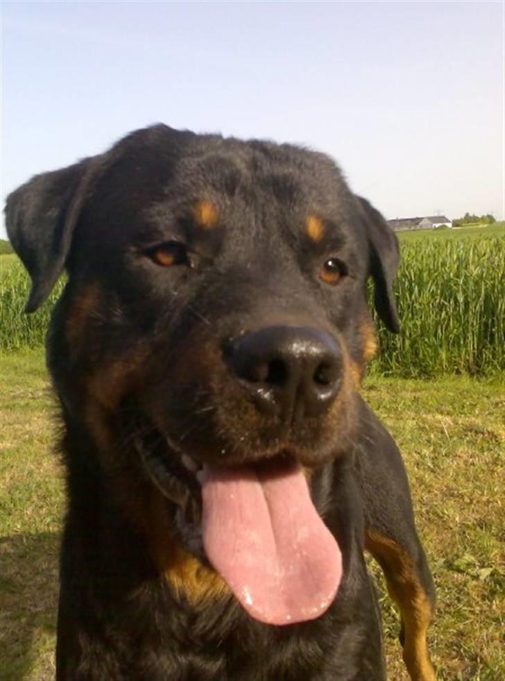Blanding af racer Manfred - Manfreds Far Casper Rottweiler billede 10