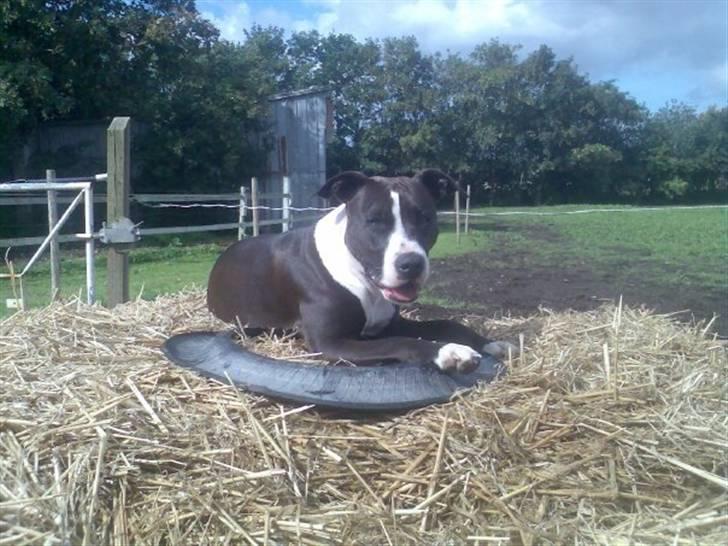 Blanding af racer Manfred - Manfreds Mor Fie Amstaff Datter a Tessa og Targo billede 11