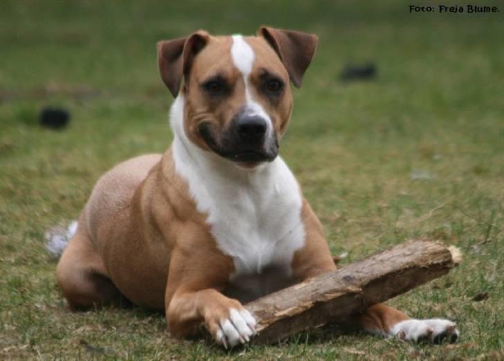 Blanding af racer Gaia / Bassehunden 26/5/08 - 10/01/12 *himmelhund* - En rolig stund til hundeleg... Taget af Freja herinde fra. billede 13