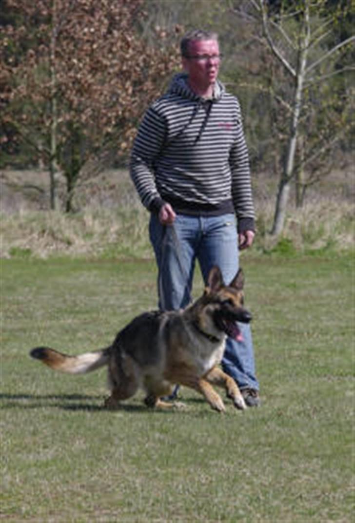 Schæferhund Honey billede 7