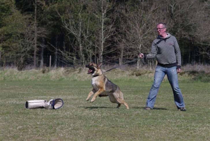 Schæferhund Honey billede 8