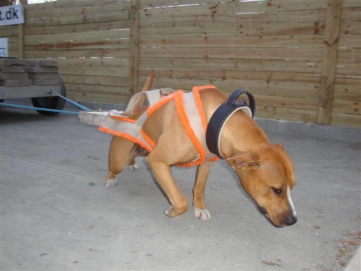 Amerikansk staffordshire terrier zuki billede 11