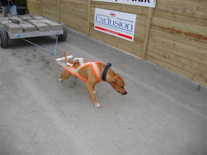 Amerikansk staffordshire terrier zuki billede 12