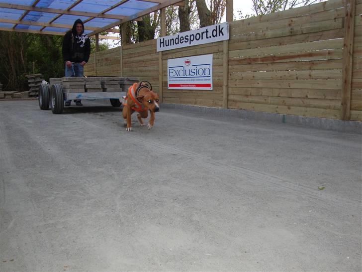 Amerikansk staffordshire terrier zuki billede 13