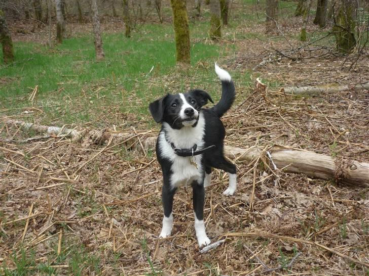 Blanding af racer Molly - Molly i hundeskoven :-) billede 6