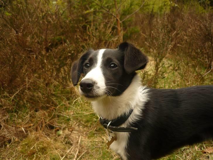 Blanding af racer Molly - Molly i hundeskoven :-) billede 7