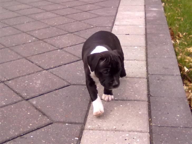 Staffordshire bull terrier Kenzo billede 8