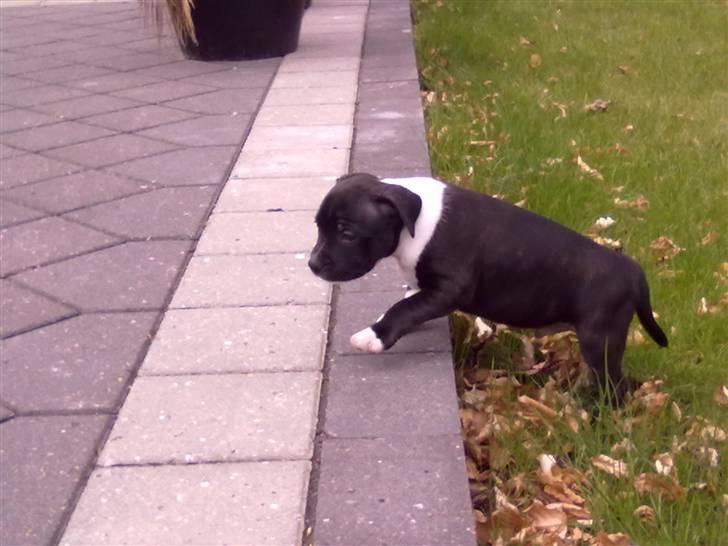 Staffordshire bull terrier Kenzo billede 9