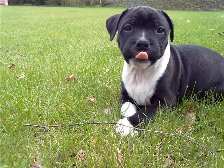 Staffordshire bull terrier Kenzo billede 10