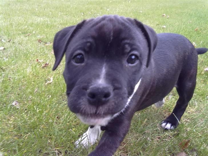 Staffordshire bull terrier Kenzo billede 11