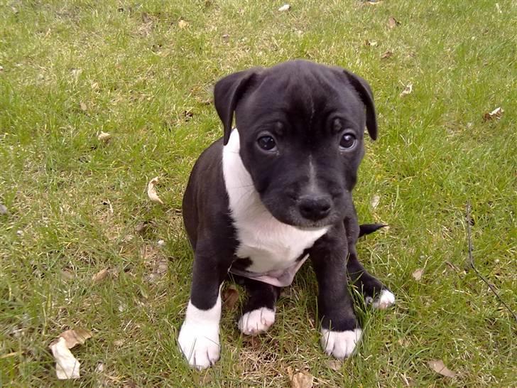 Staffordshire bull terrier Kenzo billede 12