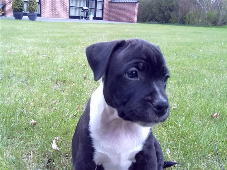 Staffordshire bull terrier Kenzo billede 13