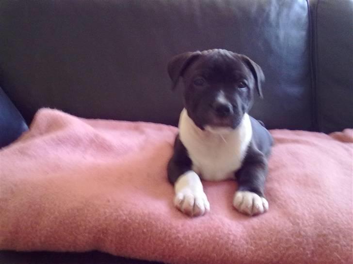 Staffordshire bull terrier Kenzo billede 14