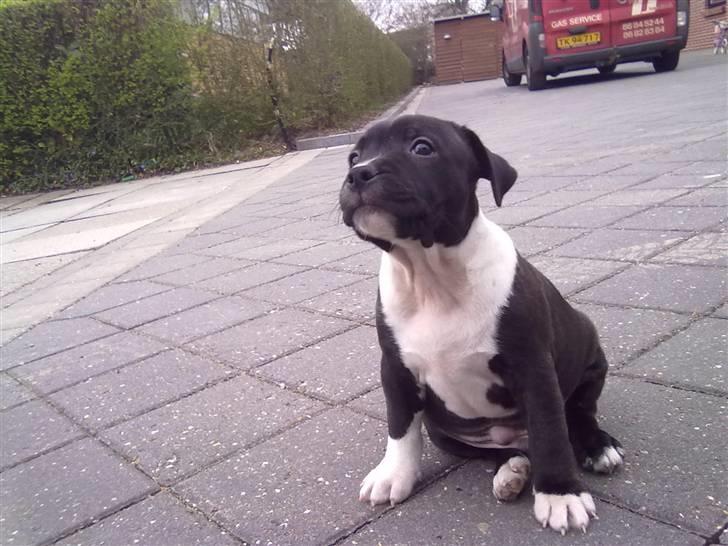 Staffordshire bull terrier Kenzo billede 15