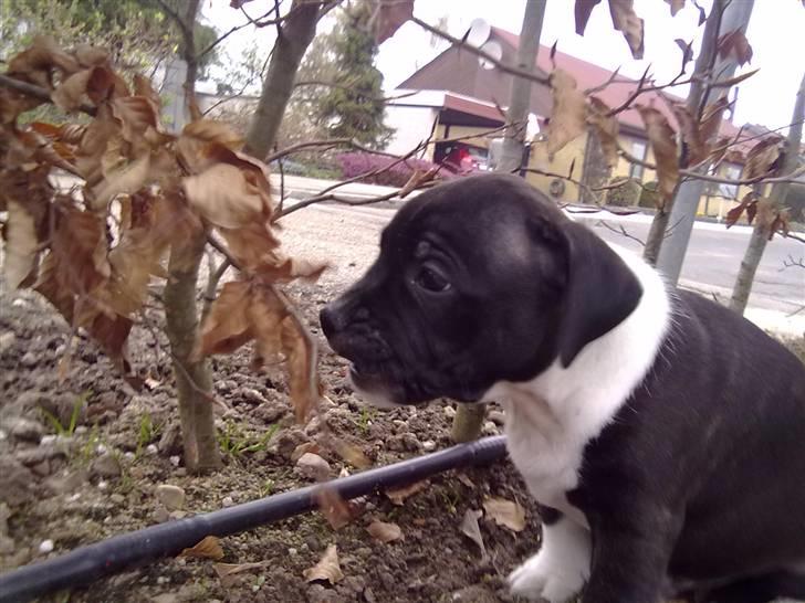 Staffordshire bull terrier Kenzo billede 16