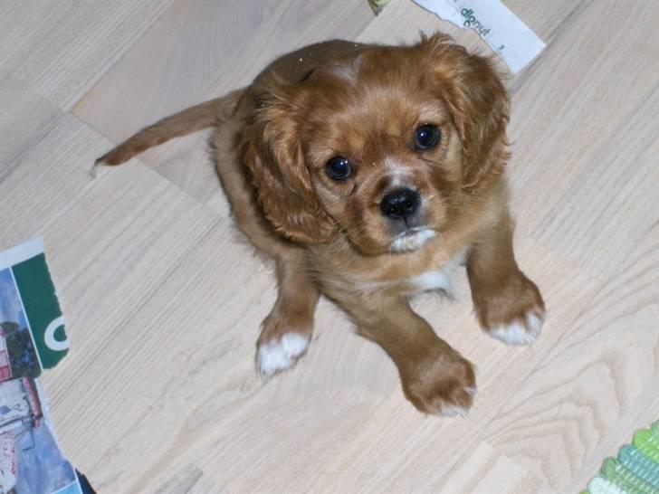 Cavalier king charles spaniel Souviniers Emily (Emmy) 06.01.2010 - 22.07.2011 billede 8