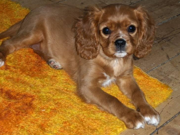 Cavalier king charles spaniel Souviniers Emily (Emmy) 06.01.2010 - 22.07.2011 billede 9