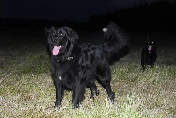 Blanding af racer Basse billede 6