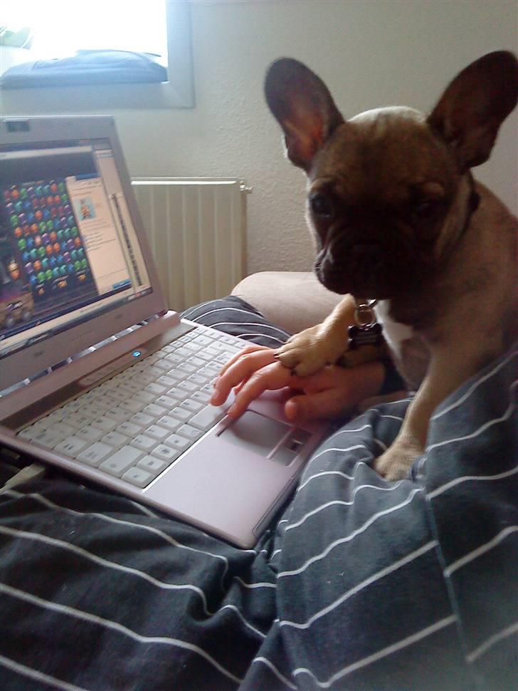 Fransk bulldog Leopold billede 8