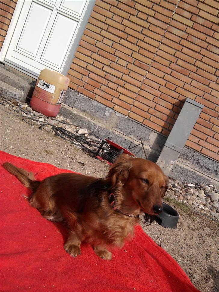 Dværggravhund Lady billede 10