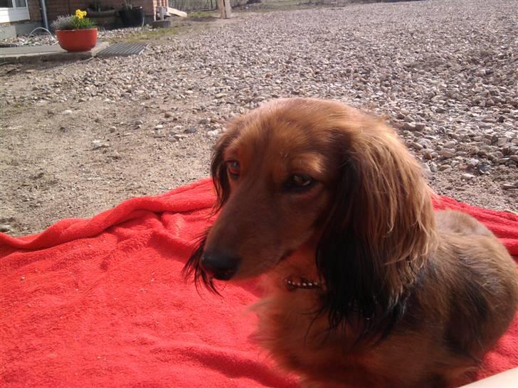 Dværggravhund Lady billede 11