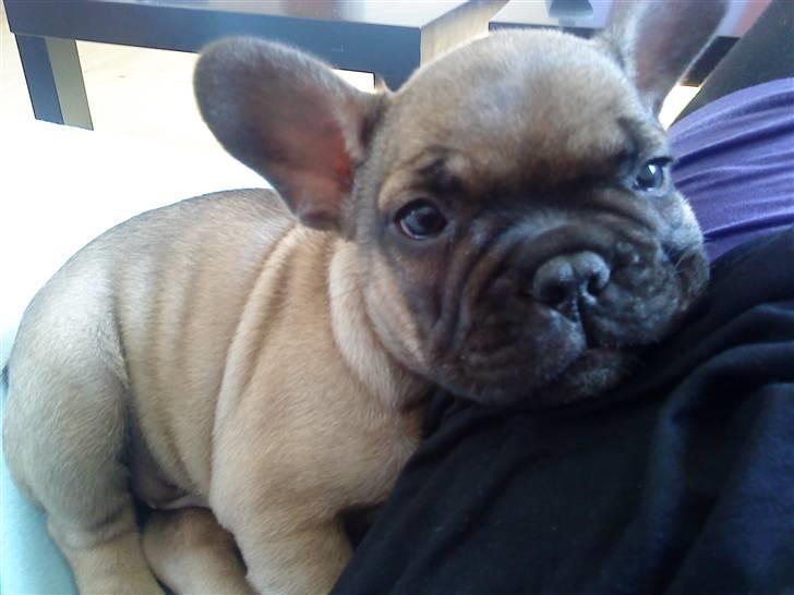 Fransk bulldog Leopold billede 9