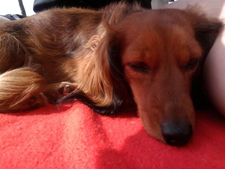 Dværggravhund Lady billede 12