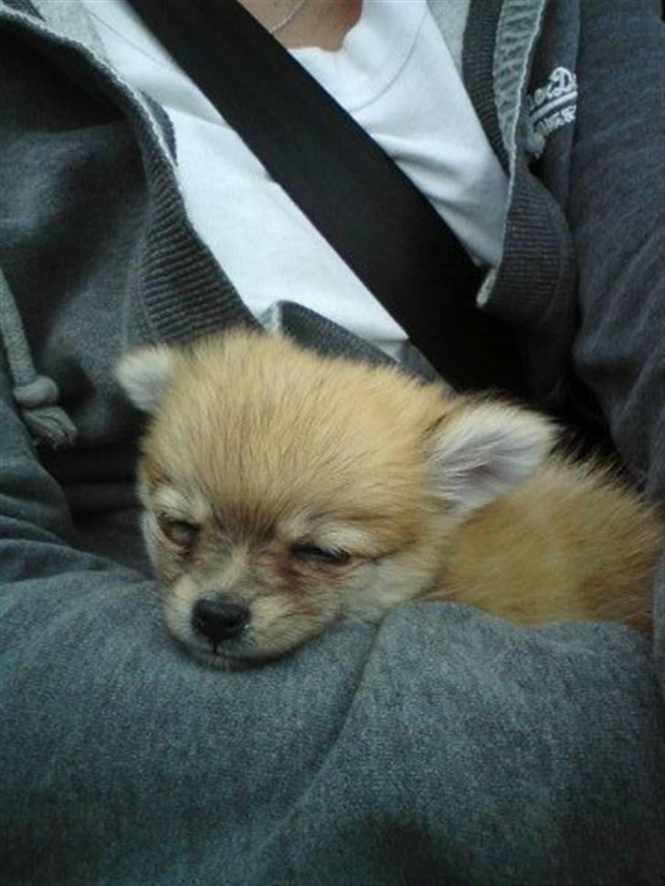 Blanding af racer ** Lill' Neela <3 ** - Her er jeg lige blevet hentet og er på vej hjem til min nye familie :) ligger og sover hos min mormor :) billede 1