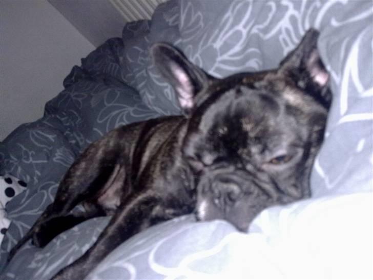 Fransk bulldog Oscar billede 2