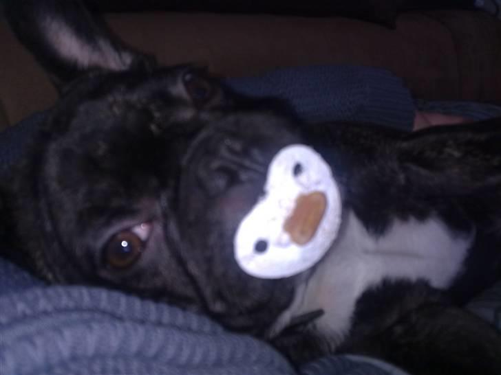 Fransk bulldog Oscar billede 3