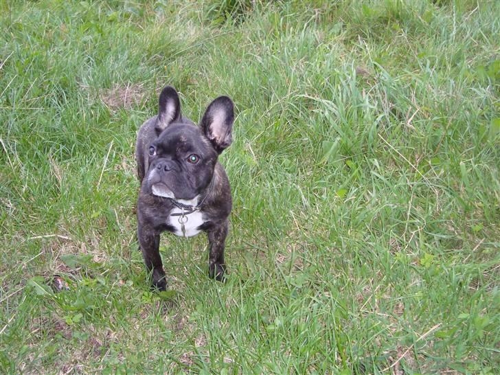 Fransk bulldog Oscar billede 4